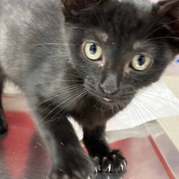 Rescue Domestic Short Hair Cats for Adoption in Pekin, Illinois - Breeze | PetCurious