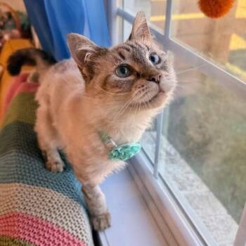 Siamese and Domestic Long Hair Cats Available for Adoption - Mystery Cusimano | PetCurious