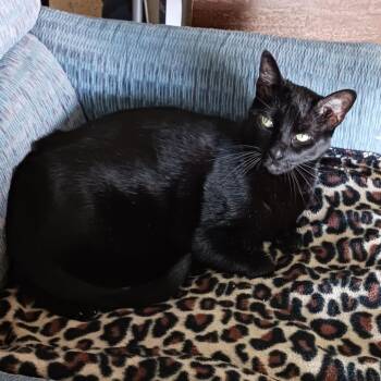 Marisa -  Domestic Short Hair Cat for Adoption in West Palm Beach, Florida - Marisa | PetCurious