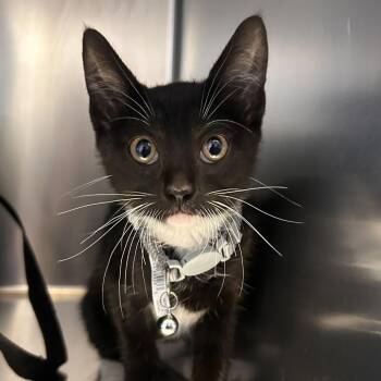 Smores* -  Domestic Short Hair Cat for Adoption in San Gabriel, California - Smores* | PetCurious