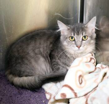 Wendy -  Domestic Long Hair Cat for Adoption in Lambertville, New Jersey - Wendy | PetCurious