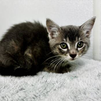 Tiger -  Domestic Short Hair Cat for Adoption in Lebanon, Missouri - Tiger | PetCurious