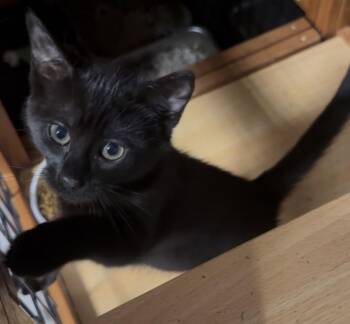 Benedict -  Domestic Short Hair Cat for Adoption in Scranton, Pennsylvania - Benedict | PetCurious