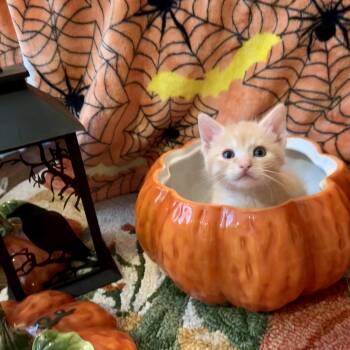 Matrix (Cheri) -  Tabby Cat for Adoption in Los Angeles, California - Matrix (Cheri) | PetCurious