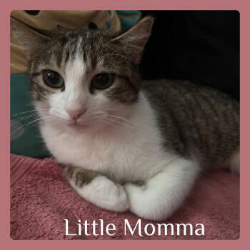 Tabby Cats Available for Adoption in Lawton, Oklahoma - LITTLE MOMMA | PetCurious
