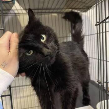 Iris -  Domestic Medium Hair Cat for Adoption in Winthrop, Maine - Iris | PetCurious