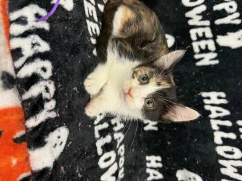 Rescue Domestic Short Hair Cats for Adoption - Mira | PetCurious