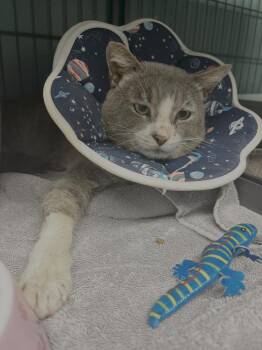 Domestic Short Hair Cats Available for Adoption - Viotti | PetCurious