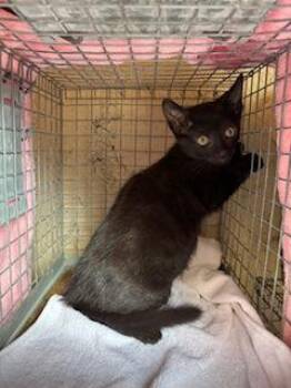 Sweetie pie -  Domestic Short Hair Cat for Adoption in Honolulu, Hawaii - Sweetie Pie | PetCurious