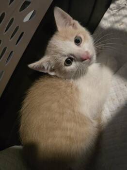 Domestic Short Hair Cats Available for Adoption in Metamora, Illinois - Kai | PetCurious