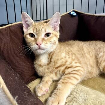 Golden Fuzz -  Domestic Short Hair Cat for Adoption in Wappingers Falls, New York - Golden Fuzz | PetCurious