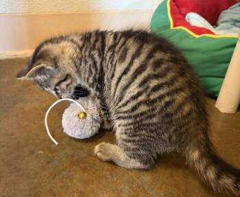 Scribbles -  Domestic Short Hair Cat for Adoption in Challis, Idaho - Scribbles | PetCurious