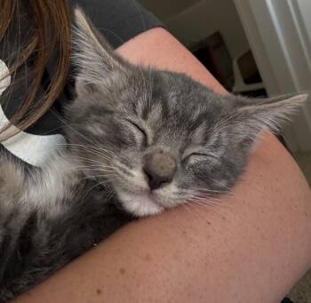 Rescue Domestic Short Hair Cats for Adoption in Beaverton, Oregon - Timon | PetCurious