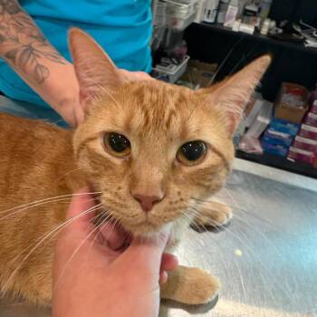 Cheez-It -  Domestic Short Hair Cat for Adoption in West Des Moines, Iowa - Cheez-It | PetCurious