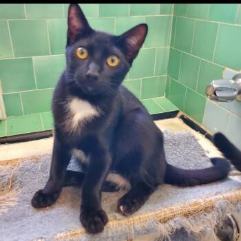 Loki -  Domestic Short Hair Cat for Adoption in Los Angeles, California - Loki | PetCurious