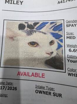 Domestic Short Hair Cats Available for Adoption - Miley | PetCurious