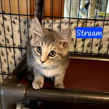 Domestic Short Hair Cats Available for Adoption in Parkersburg, West Virginia - Stream | PetCurious