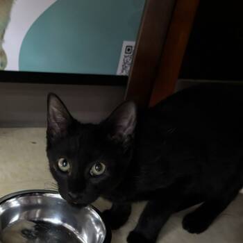 Rescue Domestic Short Hair Cats for Adoption in Sandy Springs, Georgia - Jacko | PetCurious