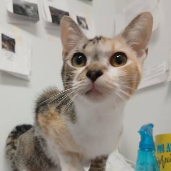 Domestic Short Hair Cats Available for Adoption in Morristown, Vermont - Storm | PetCurious