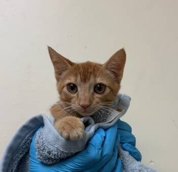 Rescue Domestic Short Hair Cats for Adoption in Honolulu, Hawaii - 59620298 | PetCurious