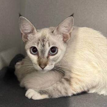 Mama Pixie -  Domestic Short Hair Cat for Adoption in Lakewood, California - Mama Pixie | PetCurious