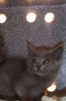 ASHY -  Domestic Short Hair Cat Available for Adoption in San Jose, California - ASHY | PetCurious