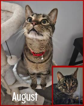 Rescue Tabby and Domestic Short Hair Cats for Adoption in Fort Worth, Texas - August | PetCurious