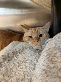 TRIXIE -  Domestic Short Hair Cat for Adoption in Minneapolis, Minnesota - TRIXIE | PetCurious