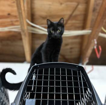 Ranger -  Domestic Short Hair Cat Available for Adoption in Tillamook, Oregon - Ranger | PetCurious
