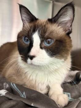 Snowshoe Cats Available for Adoption in Golden, Colorado - Mocha | PetCurious