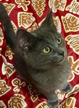 Rescue Domestic Short Hair Cats for Adoption in Greensburg, Pennsylvania - Bumble | PetCurious