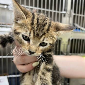 Rescue Domestic Short Hair Cats for Adoption in Pekin, Illinois - Six Flags | PetCurious