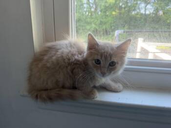 Honey Lemon -  Tabby Cat for Adoption in Kenhorst, Pennsylvania - Honey Lemon | PetCurious
