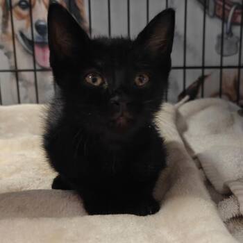 American Shorthair and Russian Blue Cats Available for Adoption in New Orleans, Louisiana - Persephone | PetCurious