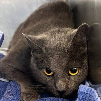 Domestic Short Hair Cats Available for Adoption in Philadelphia, Pennsylvania - Bunny | PetCurious