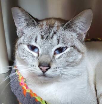 Siamese Cats Available for Adoption - Nala | PetCurious