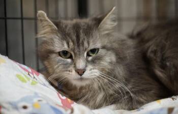 Basil -  Domestic Long Hair Cat for Adoption in Bolton, Connecticut - Basil | PetCurious