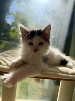 Petunia -  Domestic Medium Hair Cat for Adoption in Ferndale, Michigan - Petunia | PetCurious