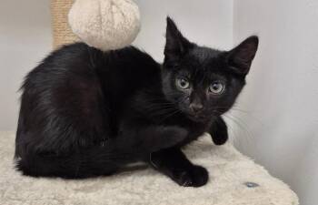 Chance -  Domestic Short Hair Cat for Adoption in South Bend, Indiana - Chance | PetCurious