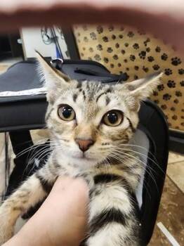 Scruffy $50 -  Domestic Short Hair Cat for Adoption in Seneca, South Carolina - Scruffy $50 | PetCurious