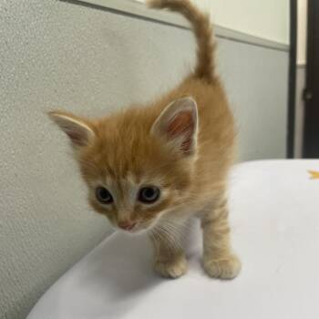 Domestic Medium Hair Cats Available for Adoption in Tampa, Florida - Evan | PetCurious