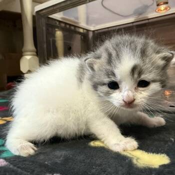 Roo Bowers -  Domestic Medium Hair Cat for Adoption in Woodstock, Virginia - Roo Bowers | PetCurious
