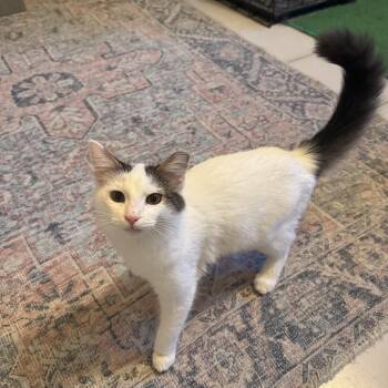 Domestic Medium Hair Cats Available for Adoption - Neko | PetCurious