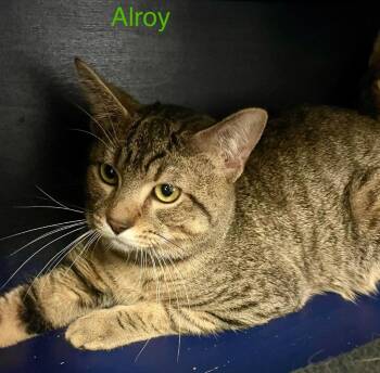 ALROY -  Domestic Short Hair Cat for Adoption in Muskegon, Michigan - ALROY | PetCurious