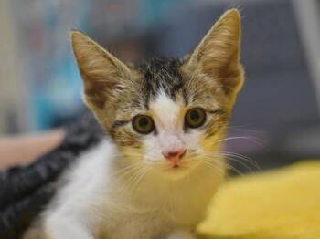 Heath -  Domestic Short Hair Cat for Adoption in Portland, Oregon - Heath | PetCurious