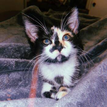 Domestic Medium Hair Cats Available for Adoption in Long Beach, California - ANIKA | PetCurious