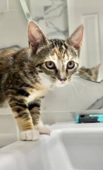 Sparkie -  Domestic Short Hair Cat for Adoption in North Babylon, New York - Sparkie | PetCurious