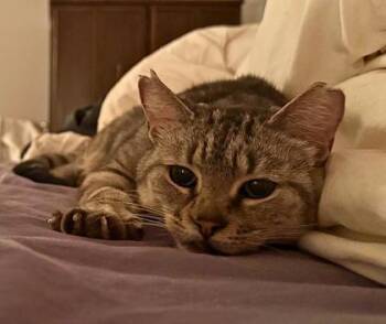 Rescue Domestic Short Hair Cats for Adoption in Montreal, Quebec - Beatrice | PetCurious