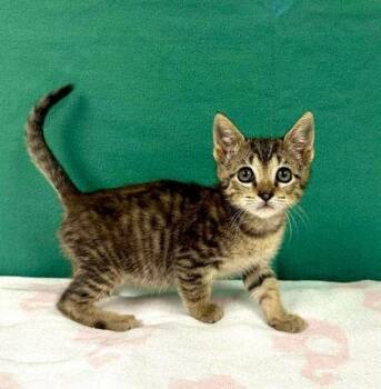 Tiny Tim -  Domestic Short Hair Cat for Adoption in Visalia, California - Tiny Tim | PetCurious