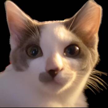 Domestic Short Hair Cats Available for Adoption in Santa Ana, California - Dno | PetCurious